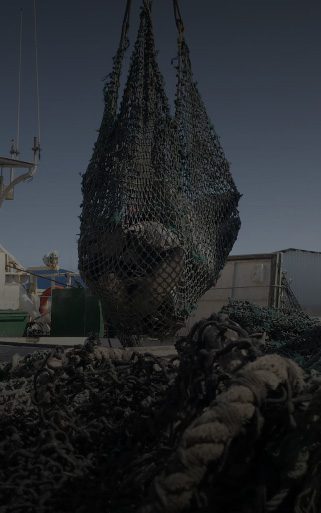 Unloading the tuna