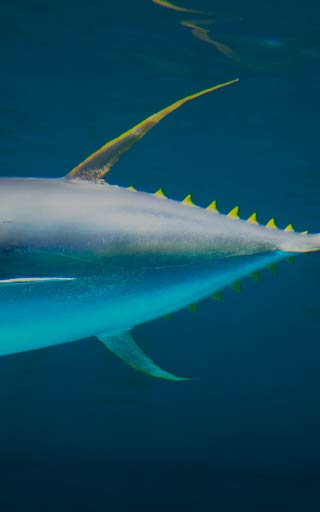 Yellowfin